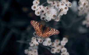 Tử vi tuần mới (12 - 18/3/2018): Nhiều thách thức với Bạch Dương, Cự Giải