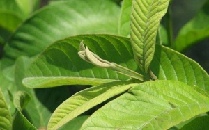 Làm đẹp từ da đến tóc chỉ bằng lá ổi