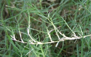 Cỏ gà giúp kiểm soát đường huyết, phòng thiếu máu