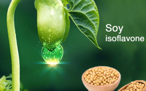 Soy isoflavone - tinh chất mầm đậu nành có tác dụng gì? 