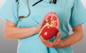 Những biện pháp đơn giản để bảo vệ thận