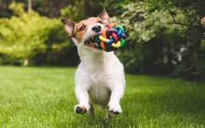 Tử vi thứ Tư (21/3/2018): Ngày bình yên với Thiên Bình, Nhân Mã