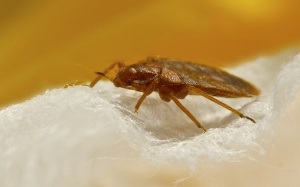 Rệp giường hút máu người thích trú ngụ ở nơi nào trong nhà bạn?