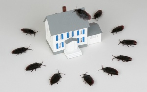 Cách diệt trừ sinh vật gây hại theo cách tự nhiên và không độc hại