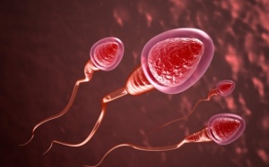Số lượng tinh trùng thấp có thể làm tăng nguy cơ mắc bệnh