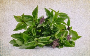 5 tác dụng phụ nguy hiểm của rau húng quế