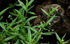 Muốn phòng chống ung thư, đừng quên 6 thảo dược truyền thống