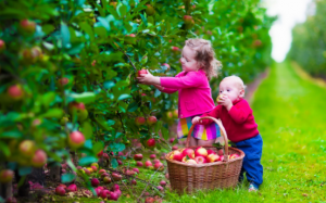 Những lý do nên mua thực phẩm hữu cơ