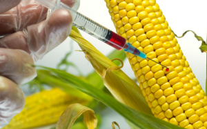 Thực phẩm biến đổi gene tác động đến sức khỏe như thế nào? 