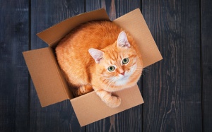 Tử vi thứ Năm (5/4/2018): Xử Nữ đã thực sự hiểu rõ người mình yêu?