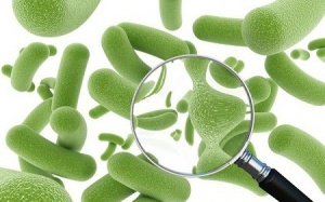 10 loại vi khuẩn có lợi cho cơ thể mà bạn nên bổ sung