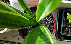 Khoa học giải thích lý do nên trồng cây cảnh trong nhà