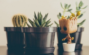 Phòng nào, đặt cây cảnh ấy mới có lợi cho sức khỏe 