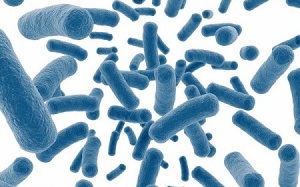 Có nên bổ sung probiotic?