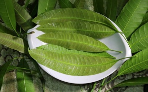 Có nên dùng tinh chất lá xoài khi bị đái tháo đường type 2?