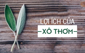 Khám phá lợi ích của xô thơm - thảo dược mang hương vị phương Tây cho món ăn