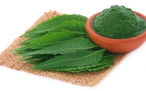 Bạn đã biết cách làm đẹp da và tóc bằng lá neem chưa?