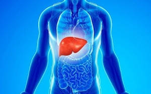 Probiotics có thể bảo vệ gan khỏi tác hại của thuốc kháng sinh