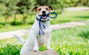 Tử vi thứ Bảy (12/5/2018): Cự Giải nên ra ngoài, đi dạo nhiều hơn