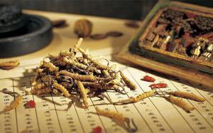 10 tiêu chí phân biệt Đông trùng Hạ thảo Tây Tạng và nhộng trùng thảo nuôi cấy