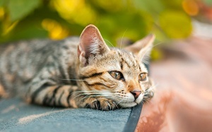 Tử vi thứ Năm (24/5/2018): Sư Tử nên quan tâm hơn tới thú cưng của mình