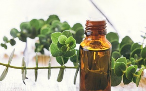 Bạn đã biết cách dùng tinh dầu khuynh diệp để giảm đau đầu, đau tai?