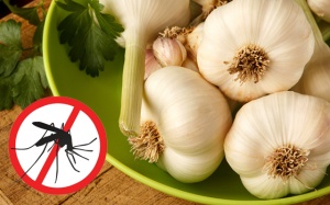 Ăn gì để đuổi muỗi một cách tự nhiên?