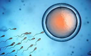 Thuốc kháng histamine ảnh hưởng tới khả năng sinh sản của nam giới?