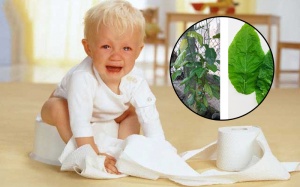 Bé gái nguy kịch vì gia đình dùng lá lộc mại để chữa táo bón