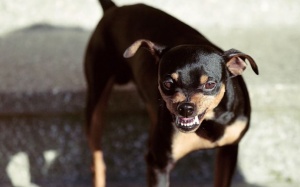 Cún cưng nổi điên tấn công người: Ngăn chặn thế nào?