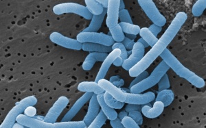 Khám phá tiềm năng cho sức khỏe của lợi khuẩn Lactobacillus paracasei