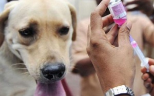 Chủ quan không tiêm phòng dại, bác sỹ thú y tử vong sau khi bị chó cắn