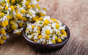 Hoa cúc La Mã giúp giảm căng thẳng, trị mụn và nhiều công dụng khác