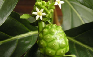 Muốn giảm viêm mũi dị ứng: Đừng quên Nhàu!