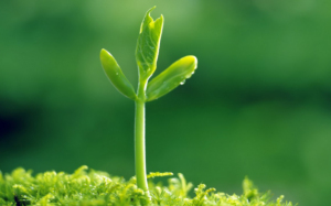 Canh tác thuận tự nhiên có gì đặc biệt?