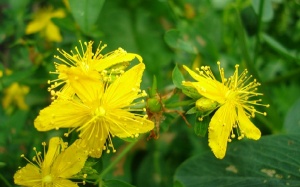 Lợi ích sức khỏe tuyệt vời của cây Ban Âu