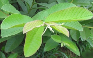 Bất ngờ: Lá ổi giúp điều trị đái tháo đường