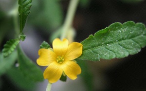 Dùng cây tráng dương để kích thích tình dục: Cần thận trọng