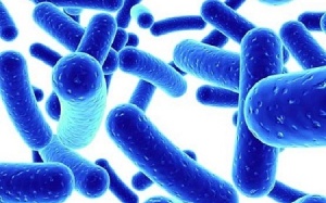 Ngoài sữa chua, đâu là thực phẩm giàu probiotics?