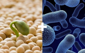 Cân bằng nội tiết tố với bộ đôi lợi khuẩn và tinh chất mầm đậu nành