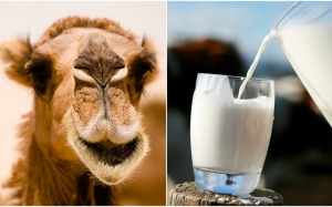 7 lợi ích sức khỏe tuyệt vời của sữa lạc đà