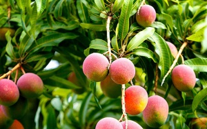 Tinh chất lá xoài được sản xuất ở đâu tại Việt Nam?