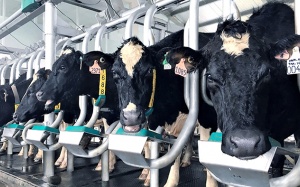 Sắp mua được sữa A2 'made in' Việt Nam - loại sữa bò gần giống sữa mẹ nhất