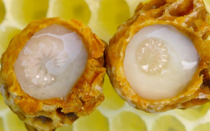 Sữa ong chúa có an toàn với trẻ nhỏ? 