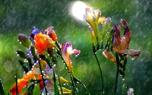 Mưa lớn trên diện rộng sắp quay lại Bắc Bộ