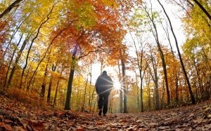 Khám phá lợi ích của liệu pháp 'tắm rừng' được người Nhật ưa chuộng