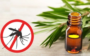 10 cách đuổi muỗi tự nhiên, phòng chống các bệnh lây truyền từ muỗi