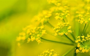 Sài hồ bắc - vị thuốc quý cho nữ giới