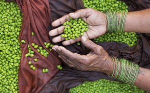 Thực phẩm giàu lectin như đậu, đỗ: Cần được ăn đúng cách