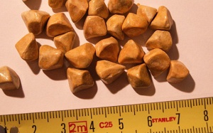 Sỏi túi mật 10mm nhưng chưa đau thì điều trị thế nào?